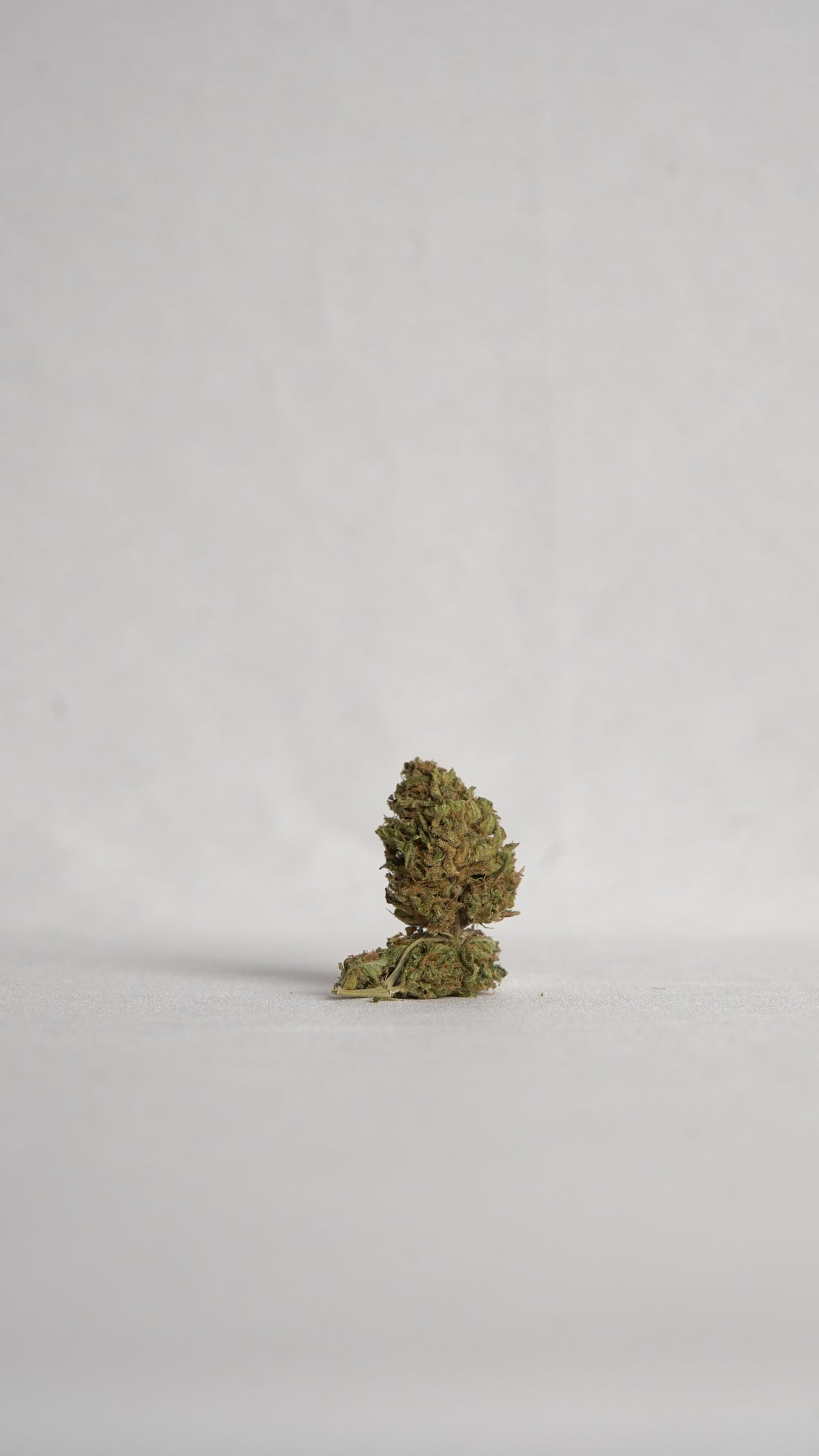 SWEET FROST