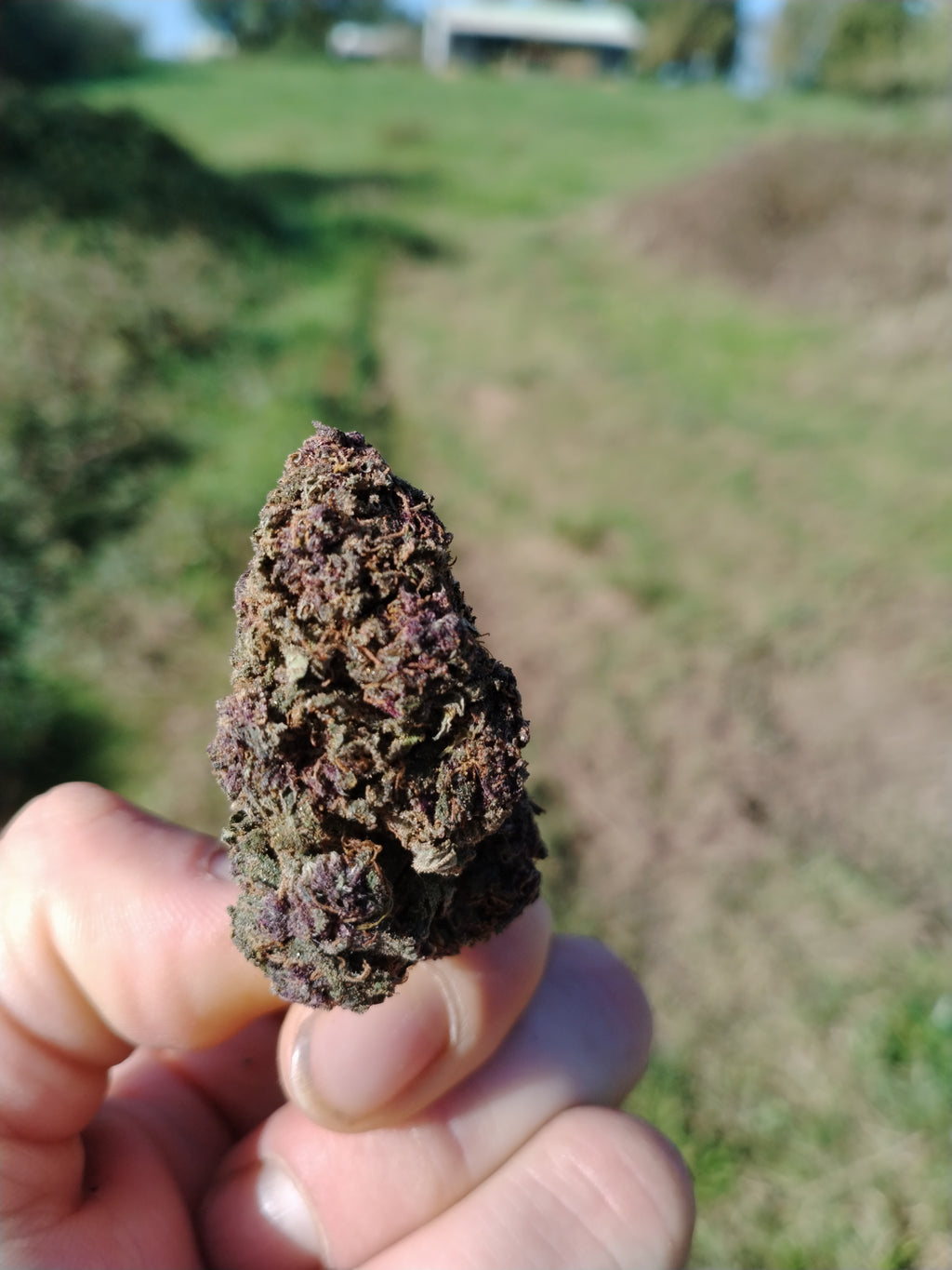 PURPLEMATIC